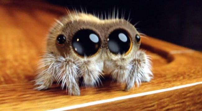 A Little Girls Asks Her Daddy What Are Those Spiders Doing