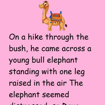Funny Humor: Dave And The Elephant