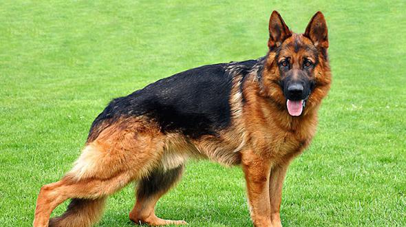 Joke Of The Day: A German Shepherd, Doberman And A Cat Go To Heaven