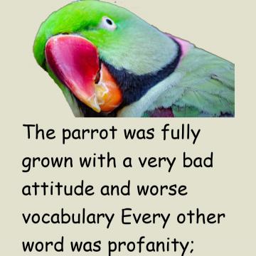 Joke: The Parrot Was Fully Grown With A Very Bad Attitude And Worse Vocabulary