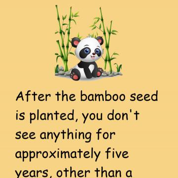 The Chinese Bamboo